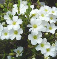 Visuel 1 du produit Sabline - Le pot de 2 litres