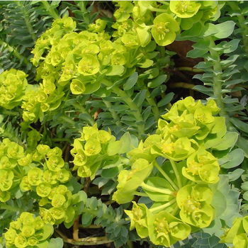 Visuel 1 du produit Euphorbe vivace verte. Le pot de 3 litres