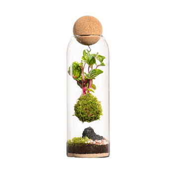 Visuel 1 du produit Terrarium autonome botanic® Niwa Kodedama - Ø 8,5 cm H 29 cm