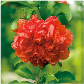 Visuel 1 du produit Grenadier - pot 10 L