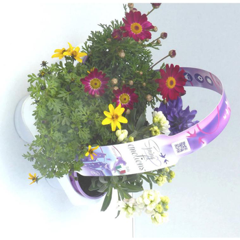 Visuel 1 du produit Mélange spécial soleil - Le pack de 4 plants