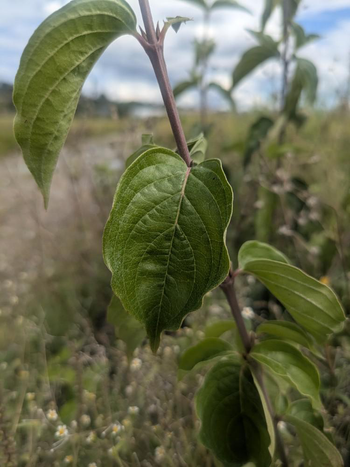 Visuel 1 du produit Cornus Mas coloris jaune – 3 L