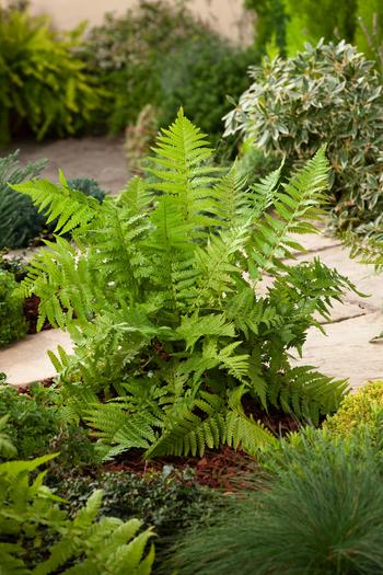 Visuel 1 du produit Fougère Dryopteris filix-mas - Le pot de 2 litres