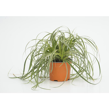 Visuel 1 du produit carex feather falls - Le pot diam 12 cm