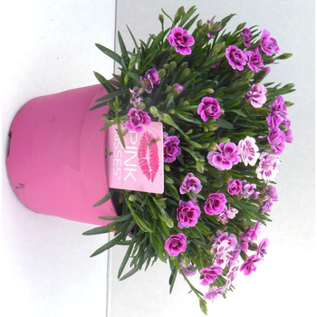 Visuel 1 du produit Dianthus Pink Kisses - Le pot de 1 litre