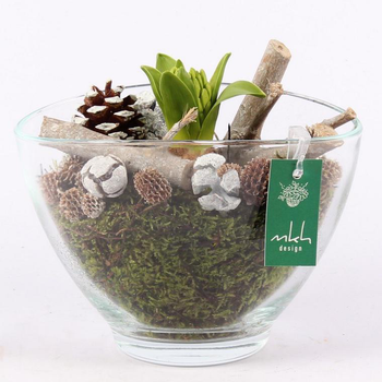 Visuel 1 du produit Jacinthe en pot déco. La composition de 20 cm