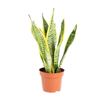 Visuel 1 du produit Sansevieria Trifasciata Laurentii pot Ø13xH40 cm