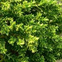 Visuel 1 du produit Hebe Green Globe - Le pot de 3 litres