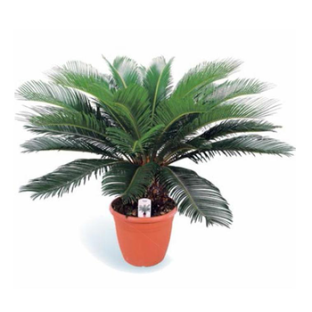 Visuel 1 du produit Faux palmier ou Cycas revoluta 90 cm. Le pot de 25 cm