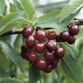 Visuel 1 du produit Cerisier Hedelfingen. Le pot de 25 litres