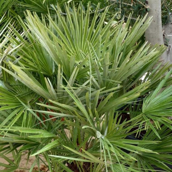 Visuel 1 du produit Chamaerops Humilis ou Palmier nain à forme d'éventail. Le pot de 12 litres