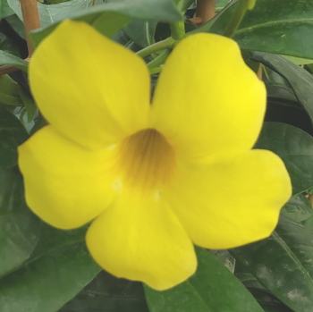 Visuel 1 du produit Allamanda Catharticap. Le pot de 20 cm