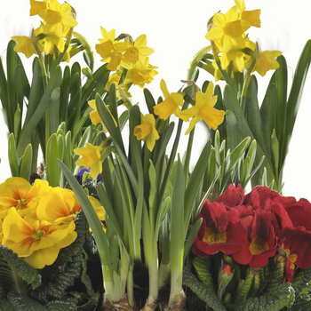 Visuel 1 du produit Composition de jacinthes et primevères multicolore. Le panier déco