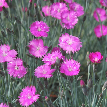 Visuel 1 du produit Œillet des Alpes ou Dianthus alpinus à fleurs roses - Le pot Ø 10,5 cm