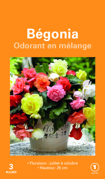 Visuel 1 du produit Bulbes de fleurs Bégonia Cascade Odorata en mélange botanic® – 3 bulbes