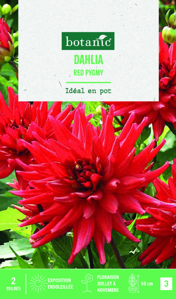 Visuel 1 du produit Bulbes de fleurs Dahlia semi-cactus nain red Pygmée botanic® - 2 bulbes