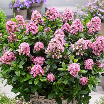 Visuel 1 du produit Escallonia Laevis Pink Elle rose en pot de 4 L
