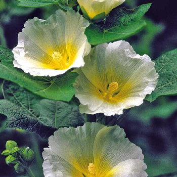 Visuel 1 du produit Rose Trémière Simple blanche à œil jaune - Le pot de 9 x 9 cm