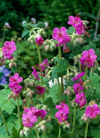 Visuel 1 du produit Géranium vivace des Balkans - Le pot de 2 litres