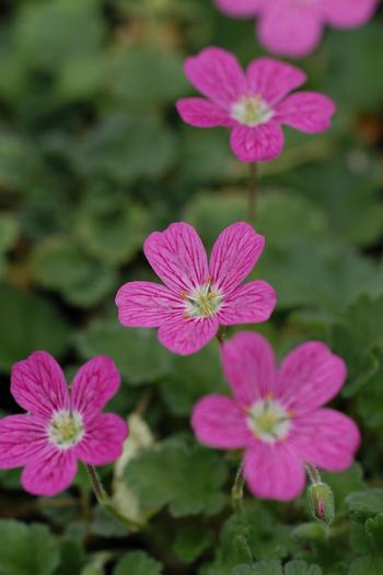 Visuel 1 du produit Erodium ‘Bishop’s Form’ - Le pot de 2 litres