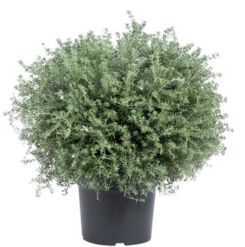 Visuel 1 du produit Westringea fruticosa bleu. Le pot de 10 litres