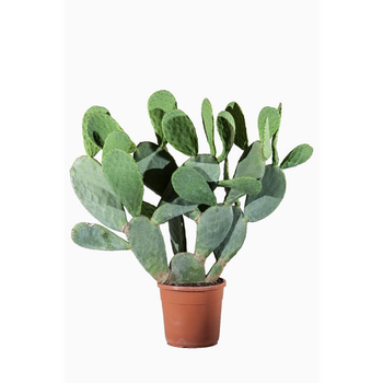 Visuel 1 du produit Opuntia Ficus Indica (Figuier de Barbarie) en pot de 15 L vert