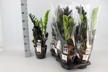 Visuel 1 du produit Zamioculcas Raven. Le pot de Ø 17 x H 60 cm