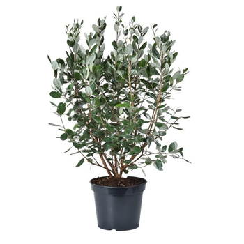 Visuel 1 du produit Feijoa Sellowiana. Le pot de 10 litres