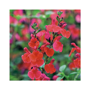 Visuel 1 du produit Sauge vivace royal bumble en pot de 3 litres