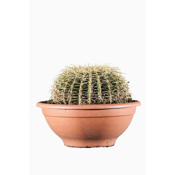 Visuel 1 du produit Echinocactus Grusonii (Cactus Oursin) en pot de 35 L vert