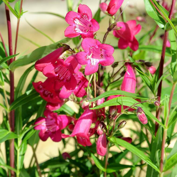 Visuel 1 du produit Penstemon andenken an Friedrich Hahn rouge en pot de 2 L