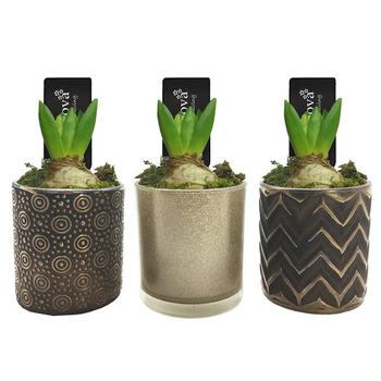 Visuel 1 du produit Jacinthe en pot déco. La composition de 11 cm