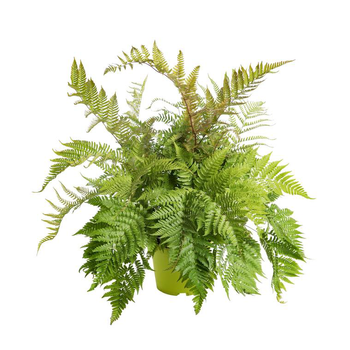 Visuel 1 du produit Fougère vivace - Le pot de 2,5 litres