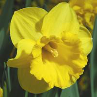 Visuel 1 du produit Narcisse Carlton - Le pot de 10,5 cm