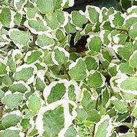 Visuel 1 du produit Ficus White Sunny vert. La suspension Ø 17 cm