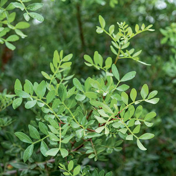 Visuel 1 du produit Lentisque pistachier vert. Le pot de 3L