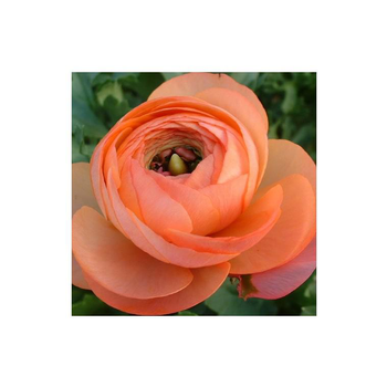 Visuel 1 du produit Renoncule à fleurs doubles.