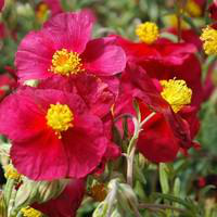 Visuel 1 du produit Hélianthème - Le pot de 10,5 cm