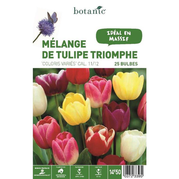 Visuel 1 du produit Tulipe Triomphe en mélange botanic® - 25 bulbes