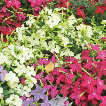 Visuel 1 du produit Tabac - La barquette de 4 plants