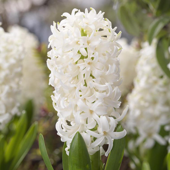 Visuel 1 du produit Jacinthe coloris variés. La jardinière