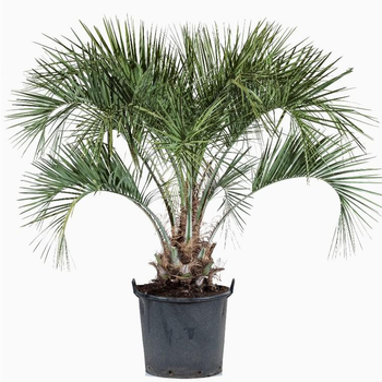 Visuel 1 du produit Palmier Butia Capitata vert. Le pot de 50 litres, 110/130 cm