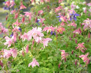 Visuel 1 du produit Ancolie SPRING MAGIC® variée - Le pot de 2 litres