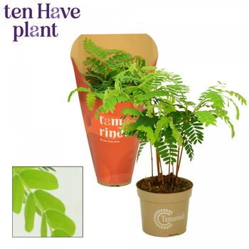 Visuel 1 du produit Tamarinde. Le pot de Ø 11 x H 25 cm