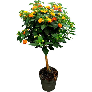 Visuel 1 du produit Lantana Orange Tige à fleurs multicolores - Le pot Ø 19 cm