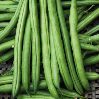 Visuel 1 du produit Haricot Nain Pongo Bio. Le pot de 10,5 cm