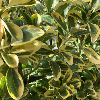 Visuel 1 du produit Fusain du Japon Elégant Aureus jaune. Le pot de 35 litres, 125/150 cm