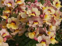 Visuel 1 du produit Némésia - La suspension diam 27 cm