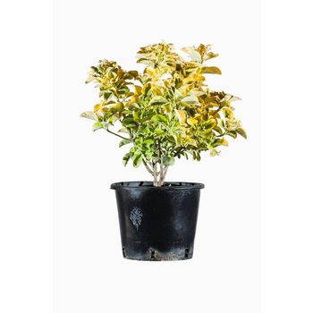 Visuel 1 du produit Euonymus Japonicus Aureus (fusain du Japon) en pot de 2 L jaune
