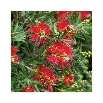 Visuel 1 du produit Rince bouteille (Callistemon Laevis). Le pot de 5 litres